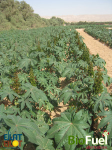 castor 3